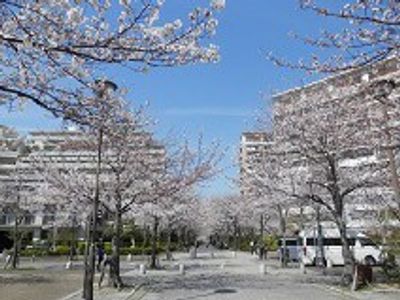 桜並木の庭