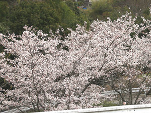 満開の桜の木々