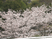 満開の桜の木々