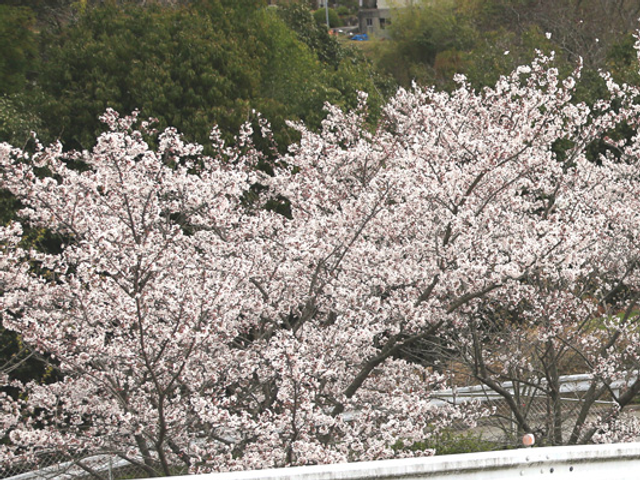 満開の桜の木々 庭 春の訪れを感じる桜が咲く庭です。リフレッシュするのに最適な環境が広がっています。