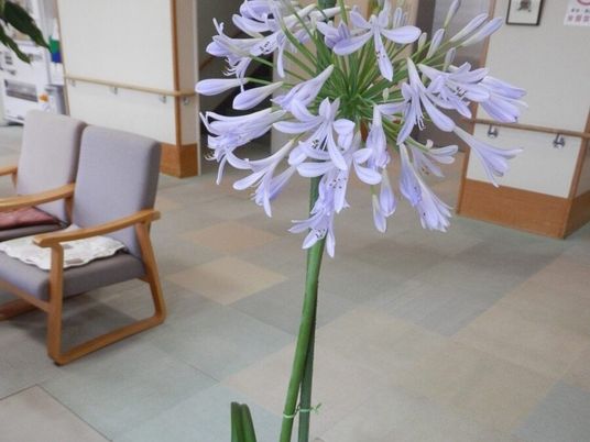 花がある廊下  