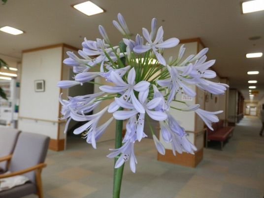 花がある明るい廊下  