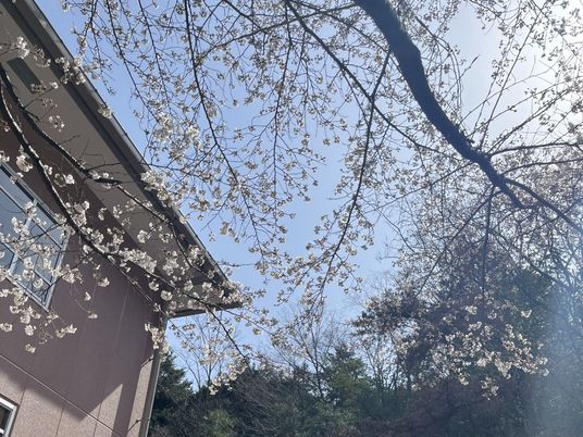 桜のある庭  