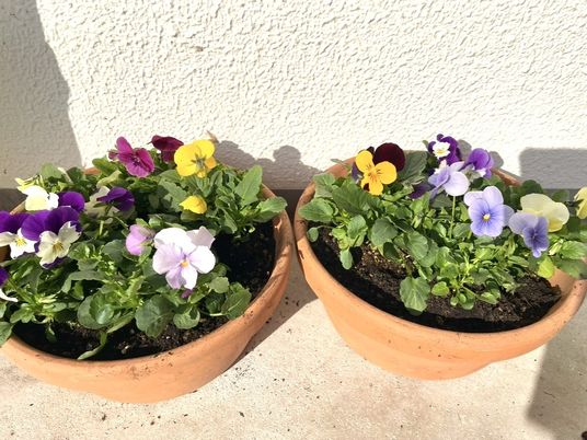 鉢植えの花壇  