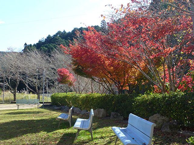 紅葉の庭 庭 紅葉が楽しめる庭で、くつろぎのひとときを過ごせます。ベンチに座って自然を満喫できます。
