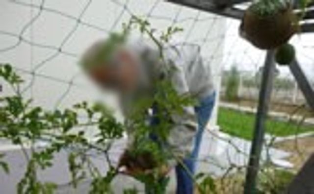 植物を手入れする人 庭 植物を手入れする様子です。自然に触れられる活動があり、心地よい時間を過ごせます。