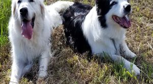 リラックスする犬たちの庭