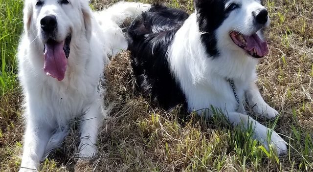 リラックスする犬たちの庭
