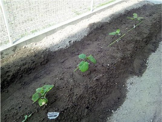 植え付け直後の花壇  