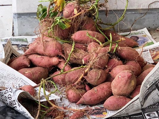 新鮮な野菜の提供場所