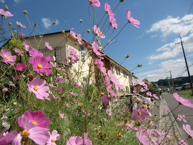 花と建物の外観 花 花が彩る外観は温かく迎えてくれます。毎日の散歩も、ここから始まる一日も、心地よいでしょう。