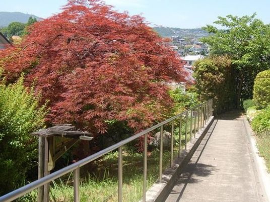 紅葉と緑に囲まれた通路