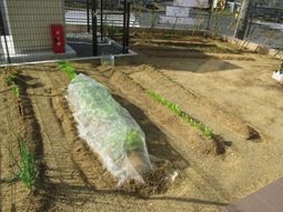 野菜が育つ小さな畑