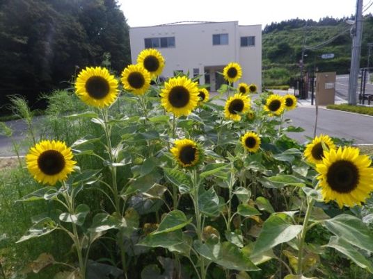 ひまわりと建物の外観