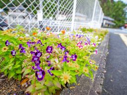 色鮮やかな花壇の景色