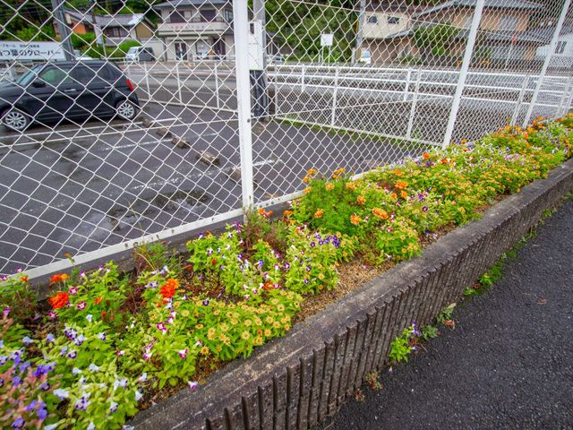 鮮やかな花壇の風景 花壇 色とりどりの花々が咲く清々しい花壇がお出迎えします。訪れる人々に安らぎを提供する素敵な環境が整っています。