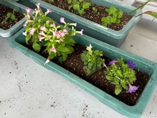 花が植わるプランターのある庭  
