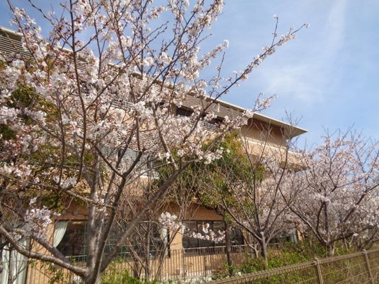 桜に囲まれた外観  