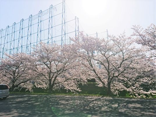 桜並木と青空