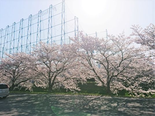 桜並木と青空