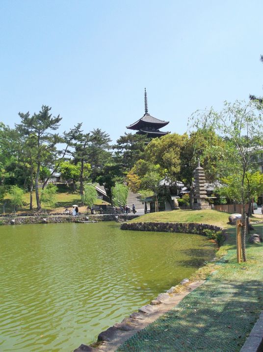緑豊かな中庭の風景