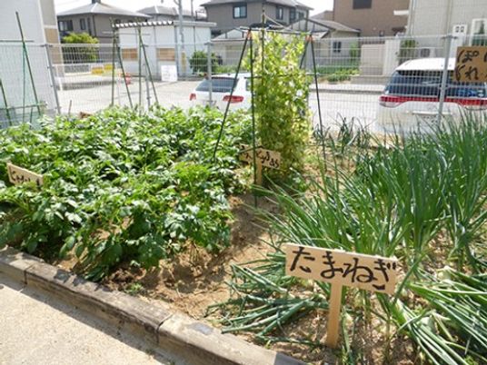 手入れされた野菜の畑