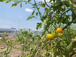 中庭の緑豊かな植物