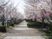サムネイル 施設の写真 「介護付有料老人ホーム あんしん館」の桜並木。春の時期に、毎回花を咲かせる桜並木が施設の側にある。