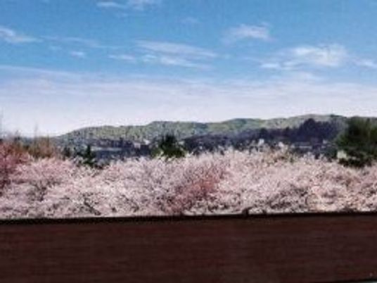 中庭の桜並木景色