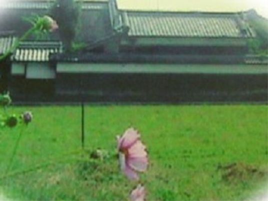 緑豊かな中庭の風景