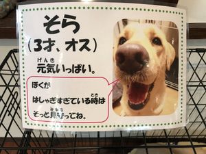 元気な犬の掲示物  