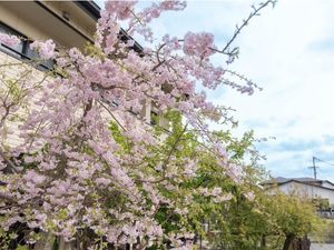 桜が咲く庭  