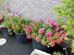 彩り豊かな花鉢並ぶ場所