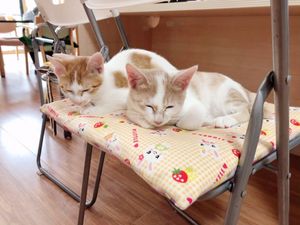 猫がリラックスする椅子