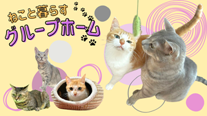 猫たちのリビング
