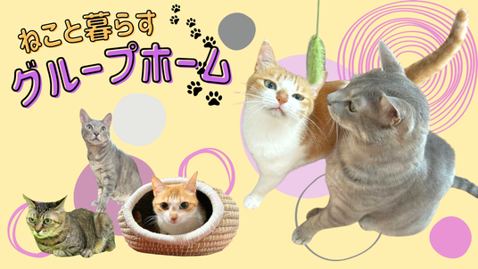 猫たちのリビング