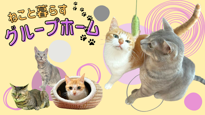 猫たちのリビング