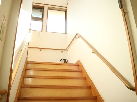 手すり付き昇降の階段