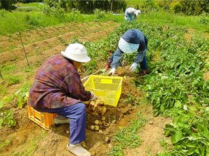 スタッフと利用者の農作業