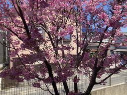 庭の桜の木