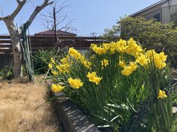 明るい庭の花壇