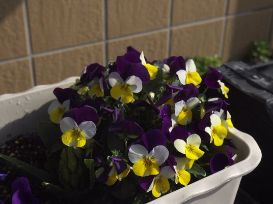 色とりどりの花が飾られた庭