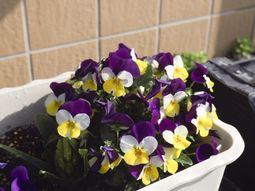 色鮮やかな花の寄せ植え
