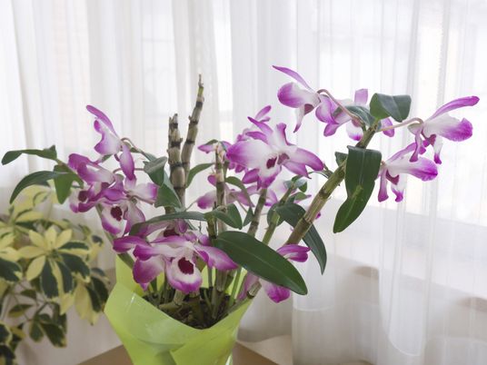 植物のある窓辺