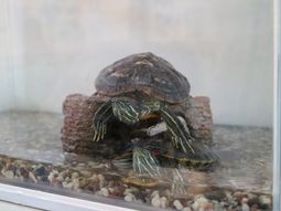 亀がいるアクアリウム