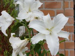 白い花とレンガ壁