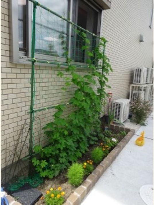 外壁と植物のある場所