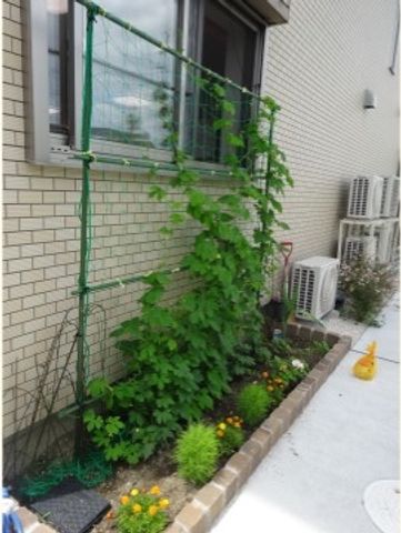 外壁と植物のある場所