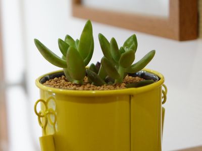 黄色いカップの観葉植物