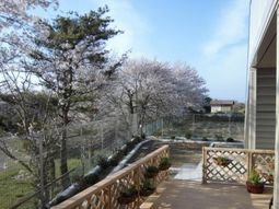 春の花々が咲くテラス
